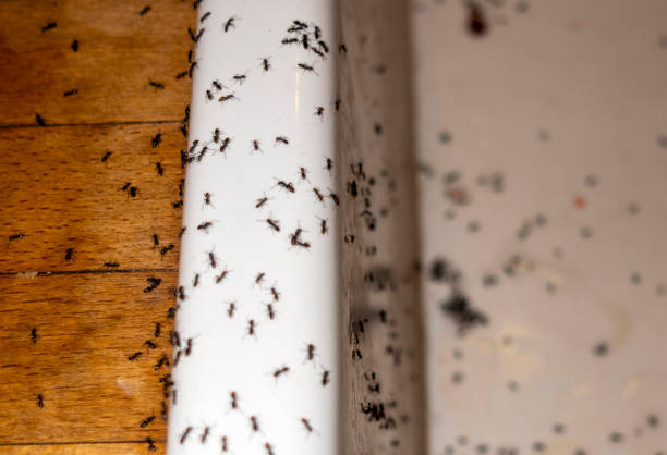 Reliable Friedens, PA Pest Control Solutions